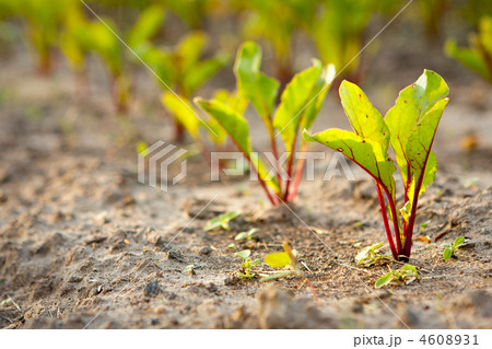 Beetroot Beetroot 4608931