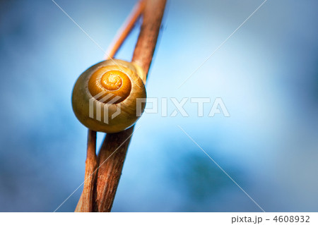 Snail on a branch 4608932