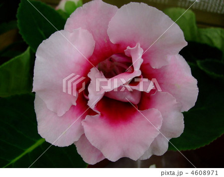 花 グロキシニア 花 グロキシニア 4608971