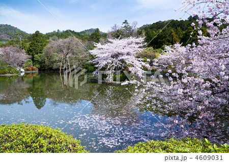 龍安寺の桜 4609031
