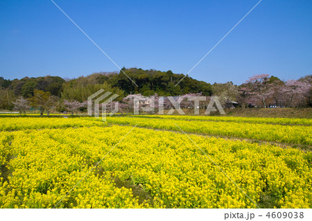 観音寺の菜の花と桜 4609038