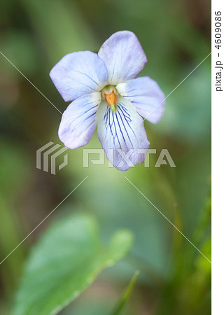 たちつぼすみれ たちつぼすみれ 4609086