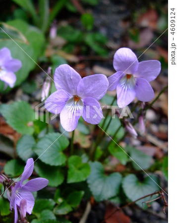 すみれ 花 うす紫色 すみれ 花 うす紫色 4609124