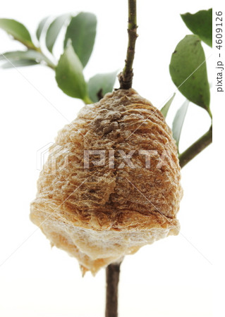 カマキリの卵のう カマキリの卵のう 4609126