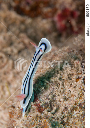 伸身中ウミウシ 4609130