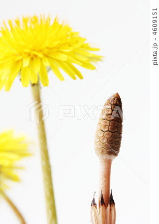 ツクシとタンポポ ツクシとタンポポ 4609151