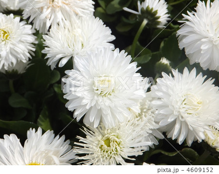 デイジー　白 4609152