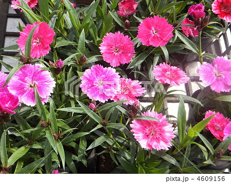 トコナツ　多数 4609156