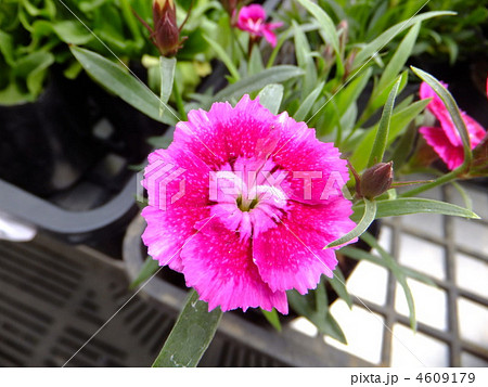 ナデシコ トコナツ ナデシコ トコナツ 4609179