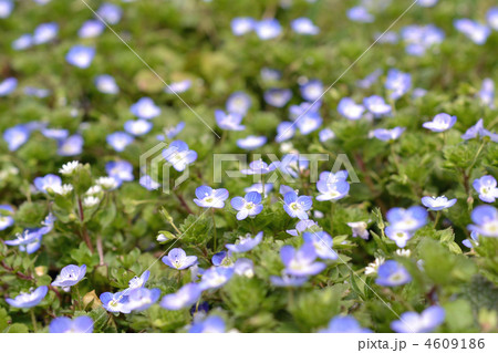 オオイヌノフグリ 4609186