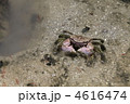 クロベンケイガニ 4616474