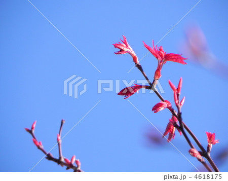 もみじの新芽 もみじの新芽 4618175