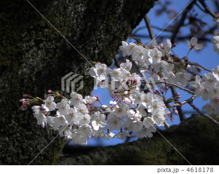 ソメイヨシノ ソメイヨシノ 4618178