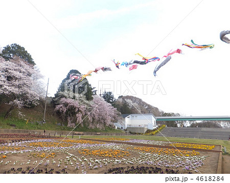 鯉のぼりと花畑と桜 鯉のぼりと花畑と桜 4618284