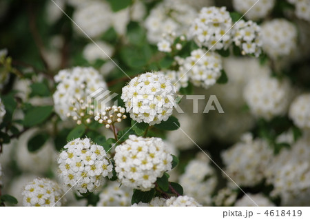 コデマリ 4618419