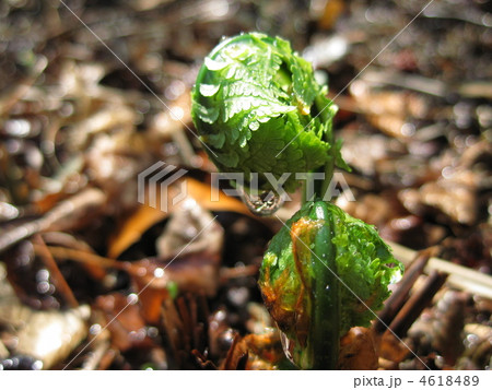 こごみの芽 4618489