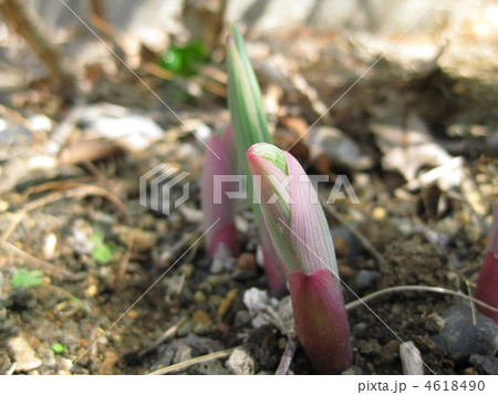 これなあに?ナルコランの芽 これなあに?ナルコランの芽 4618490