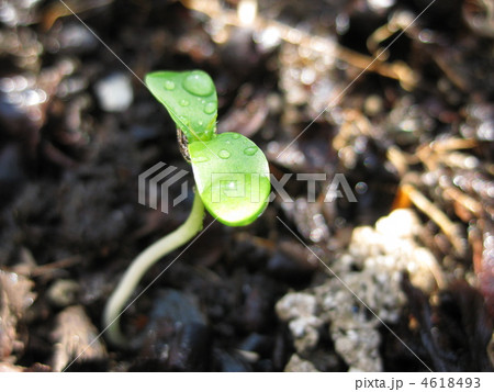 白山吹の芽 4618493