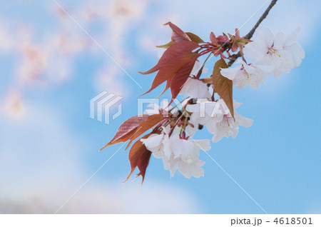山桜 4618501
