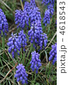 ムスカリ　紫の花 4618543