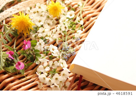 春の花 4618591