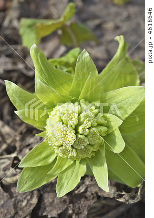 蕗の薹 蕗の薹 4618646