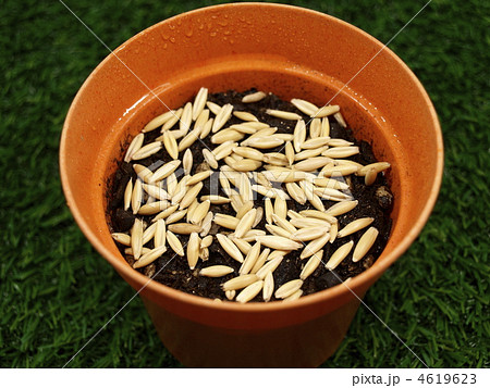 猫草の種（燕麦） 4619623