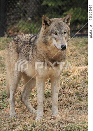 オオカミ シンリンオオカミ 狼の写真素材