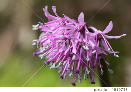 ショジョウバカマ 4619733