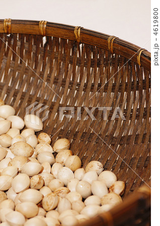 乾燥させた銀杏 乾燥させた銀杏 4619800