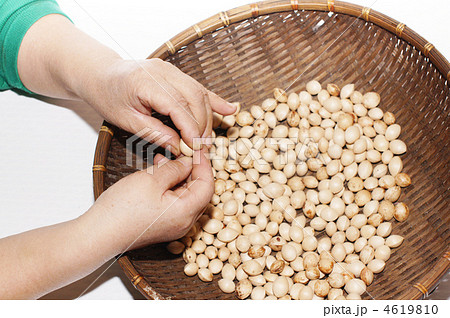 銀杏の殻剥き 銀杏の殻剥き 4619810