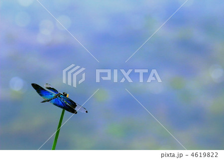 チョウトンボ チョウトンボ 4619822