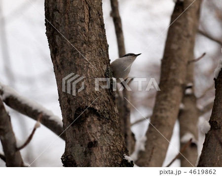 ゴジュウカラ 4619862