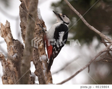 アカゲラ 4619864