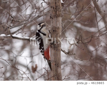 アカゲラ アカゲラ 4619865