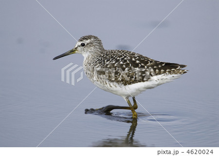 タカブシギ 4620024