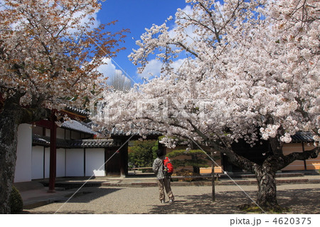 和歌山県粉河寺の桜 4620375