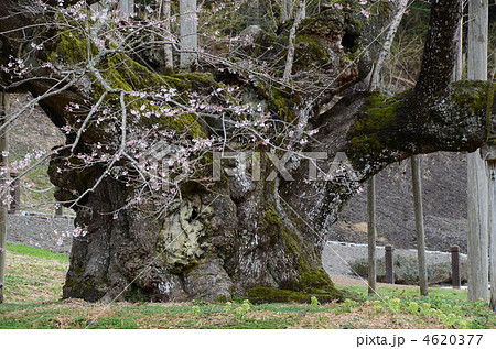 根尾の淡墨桜 根尾の淡墨桜 4620377