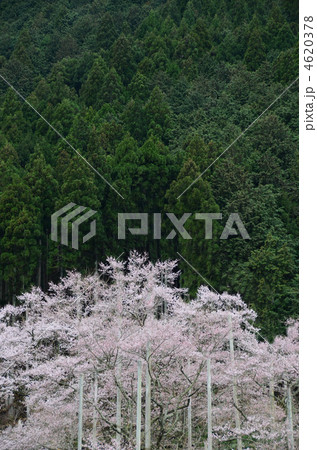 桜と杉の木 4620378