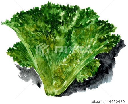 preets lettuce12419pix. 4620420