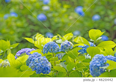 紫陽花 4620442