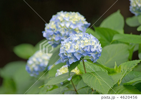 紫陽花 紫陽花 4620456
