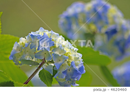 紫陽花 紫陽花 4620460