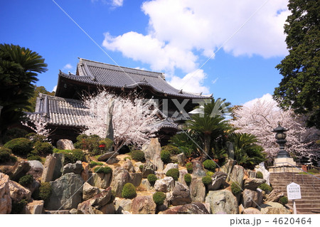和歌山県粉河寺の枯山水庭園の春 4620464
