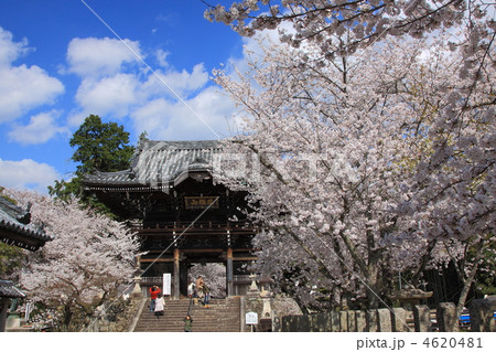 和歌山県粉河寺の春 4620481