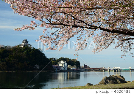 国宝 犬山城と桜 国宝 犬山城と桜 4620485