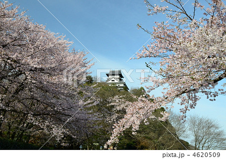 国宝 犬山城と桜 4620509
