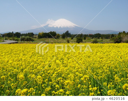 菜の花と富士山 4620516