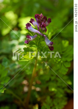 ムラサキケマン 4620530