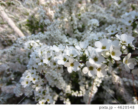 白い春の花 白い春の花 4620548